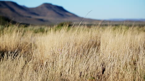 Tall-dry-grass-in-South-African-Karoo-landscape-swaying-in-breeze,-slider