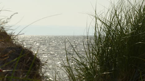 Küsten-Seegras-Silhouette-Vor-Glitzerndem-Wasser