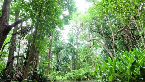 peaceful stream flowing through lush green forest