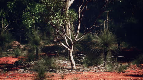 un árbol solitario se encuentra en la selva australiana, con tierra roja y hierba seca a su alrededor.