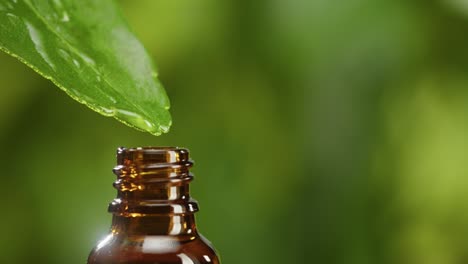 juice dripping from leaf into bottle close-up, plant oil. making aroma serum on green background. dropping liquid extract, skincare routine, treatment essence oil, spa concept. traditional medicine