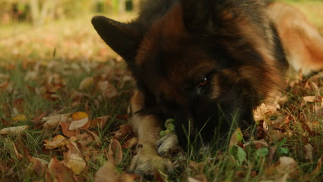 German Shepherd Dog Relaxing in Autumn Leaves