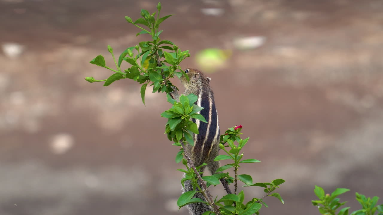 ardilla de palma india buscando frutas y hojas en una planta