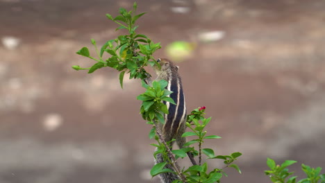 Indian-palm-squirrel-searching-for-fruits-and-leaves-on-a-plant