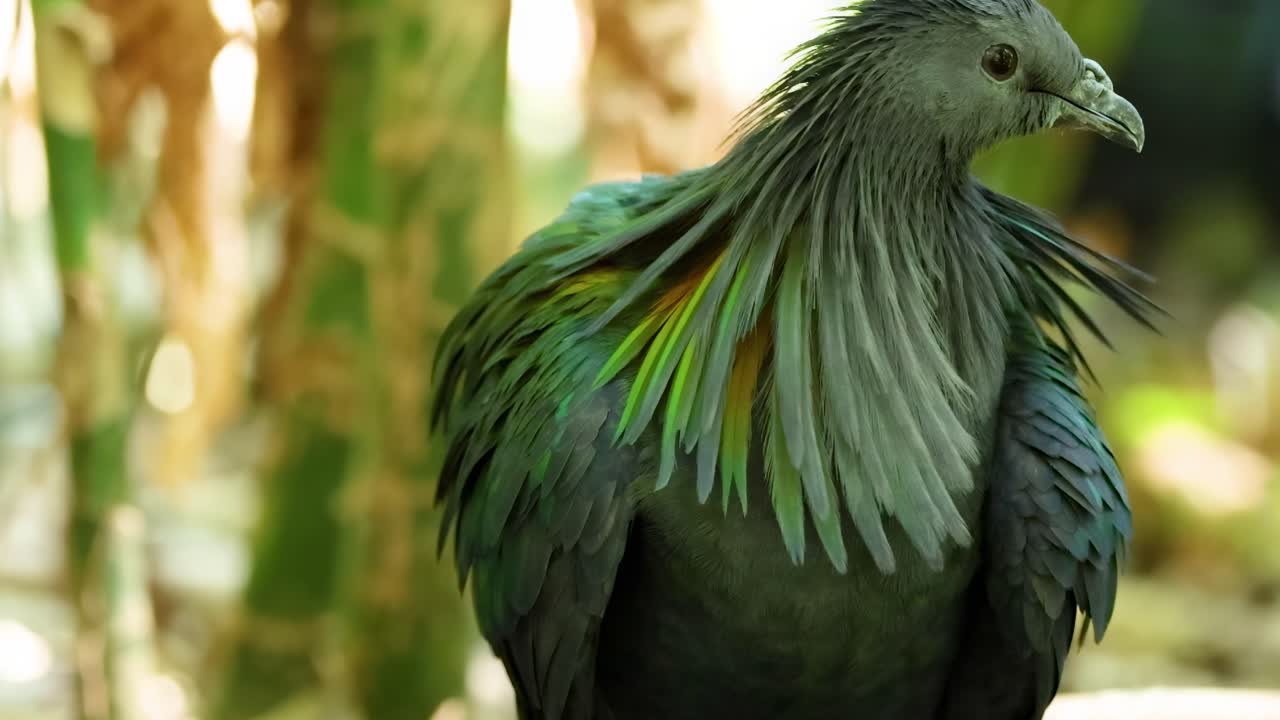 Detailed view of Nicobar pigeon's iridescent feathers, showcasing vibrant colors and textures in a natural setting.