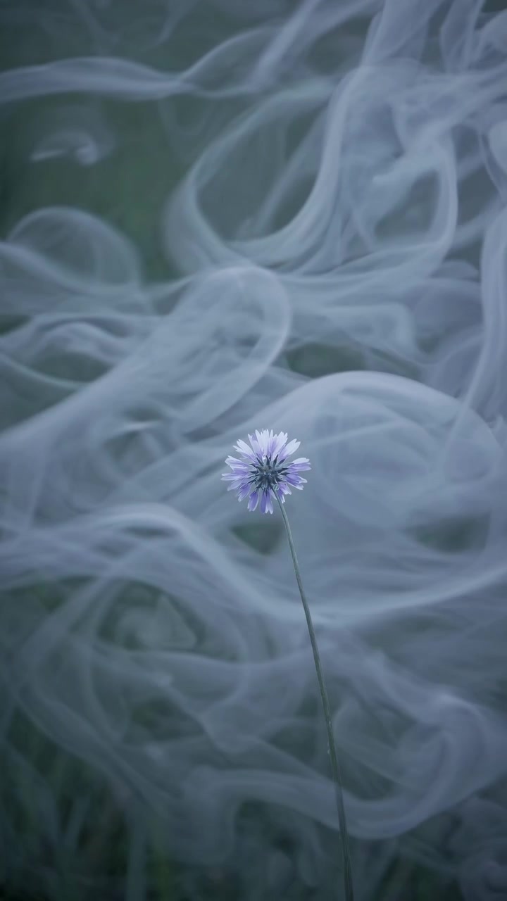 Fiore viola delicato contro fumo bianco vorticoso