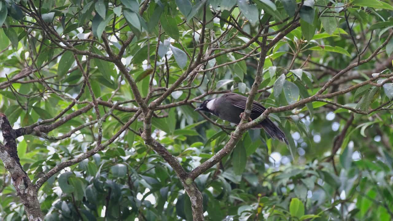 visto en una rama bajo el dosel de los árboles, uno vuela hacia abajo y luego se une para bajar también, zorzal risueño de garganta negra, pterorhinus chinensis, parque nacional de khao yai, tailandia