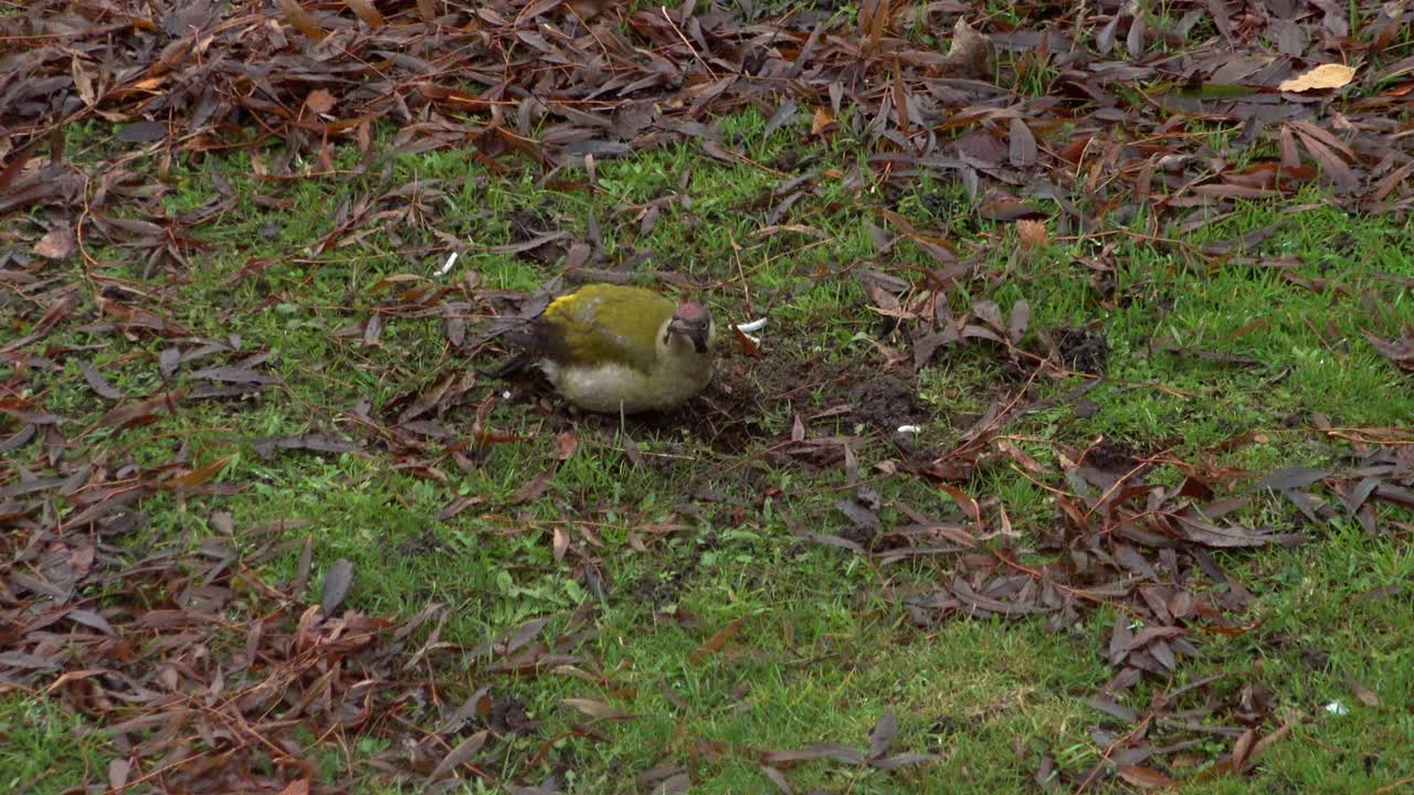 특유의 밝은 은 왕관을 가진 유럽 녹색 나무이, 도시 뒷마당의 잎이 많은 겨울 땅에서 먹이를 찾습니다.