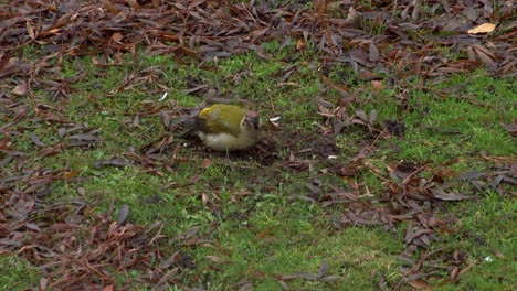 A-European-Green-Woodpecker-with-its-distinctive-bright-red-crown,-forages-for-food-on-a-leafy-winter-ground-in-an-urban-back-garden