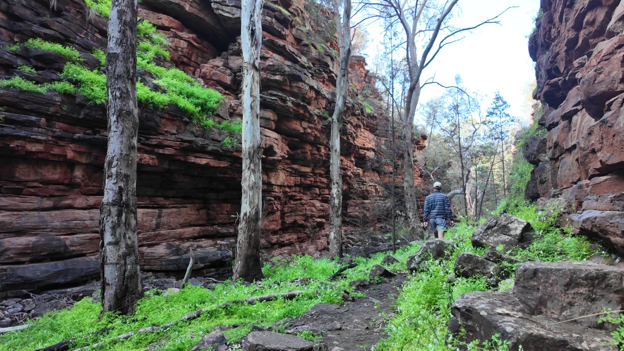 Mandlig vandrer går og kigger op på de barske klipper ved Alligator Gorge-stien, South Australia
