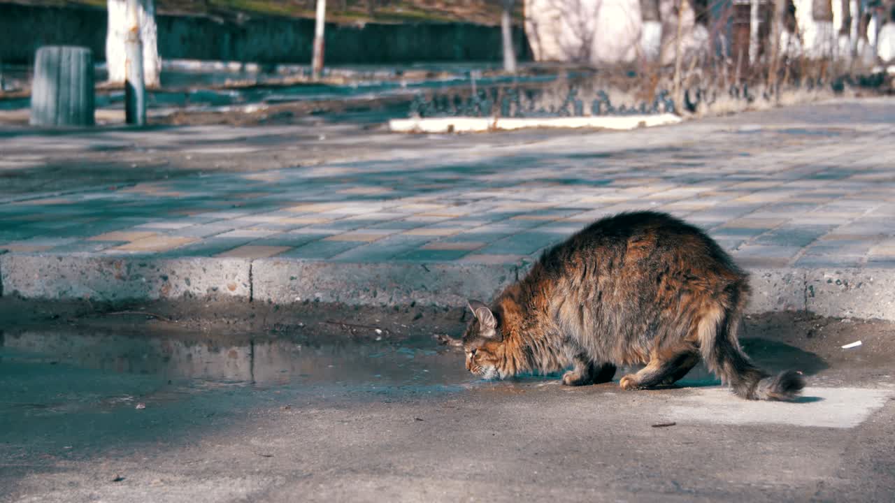 Gato cinzento bebe água de poças na rua no início da primavera.