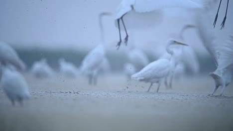 grandes garzas despegando de los humedales