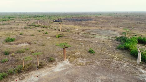 Breite-Luftaufnahme-Von-Trockenem-Land-Mit-Endemischen-Baobab-Bäumen-In-Einer-Baobab-Allee