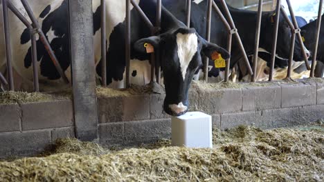 black and white cow licking salt block, embodying rural harmony and peaceful coexistence