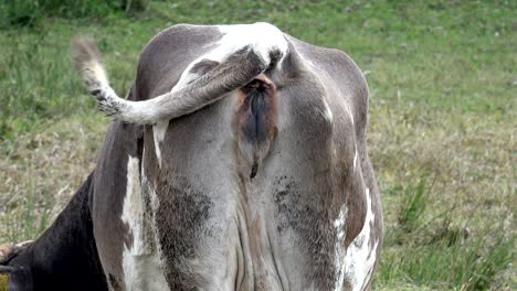 cow in a farm field, closeup backside of ass and tail