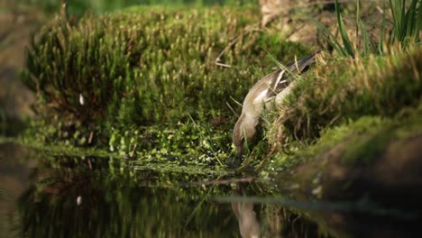 Kleiner-Braunfink,-Der-Aus-Einem-Kleinen-Wasserstrahl-Trinkt,-Filmisch-Geringe-Schärfentiefe-Aus-Nächster-Nähe