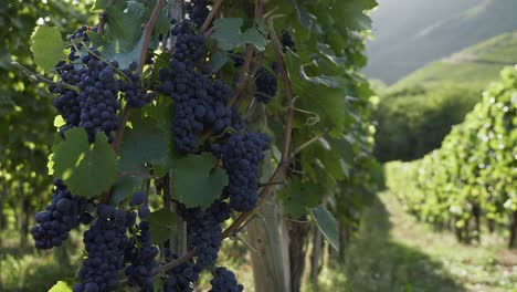 Racimos-De-Uvas-Azules-Listas-Para-La-Cosecha-En-El-Valle-De-Ahr,-Renania-palatinado,-Alemania---Bodega---Cerrar