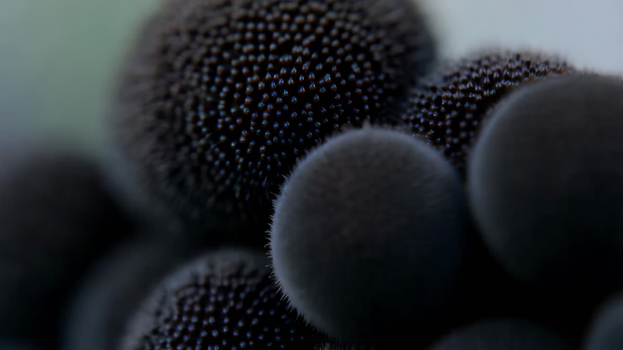 primer plano de las semillas de flores oscuras y texturizadas