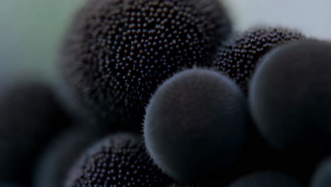 close-up of dark, textured flower seeds