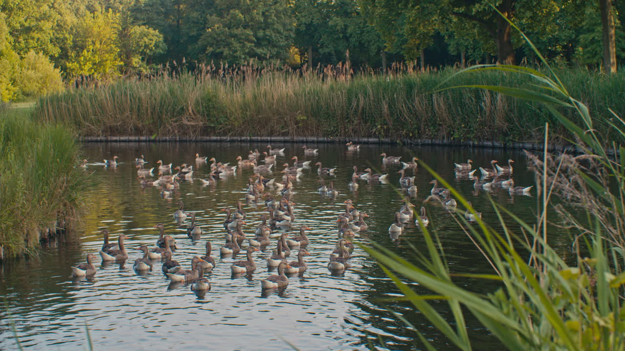 a flock of wild geese birds in the water pond of natural park strolling around and gathering together in Europe, Netherlands