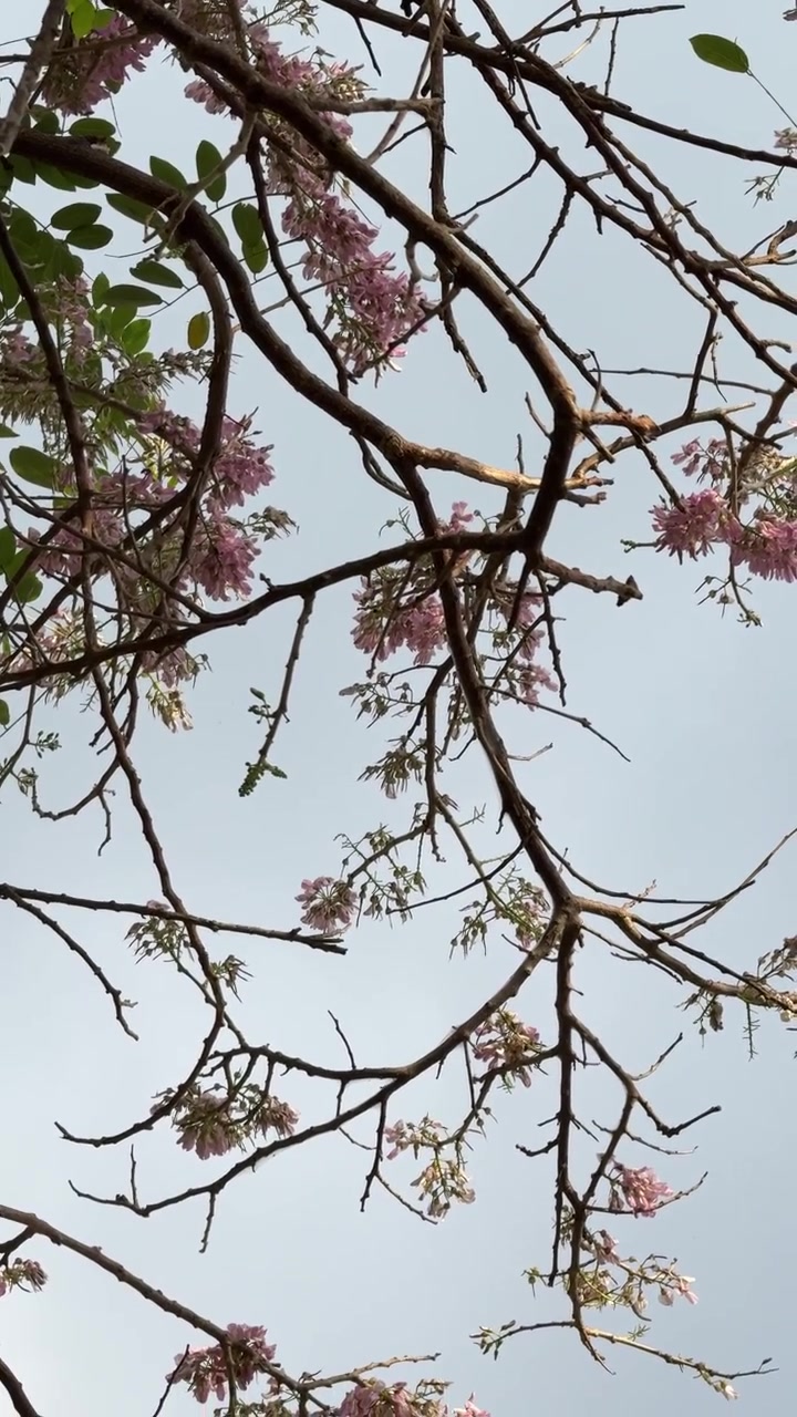 Flores rosas en ramas de árboles contra un cielo despejado