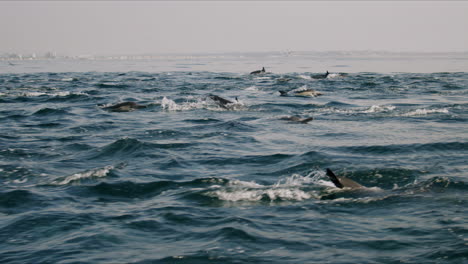 large pod of dolphins swimming in the ocean