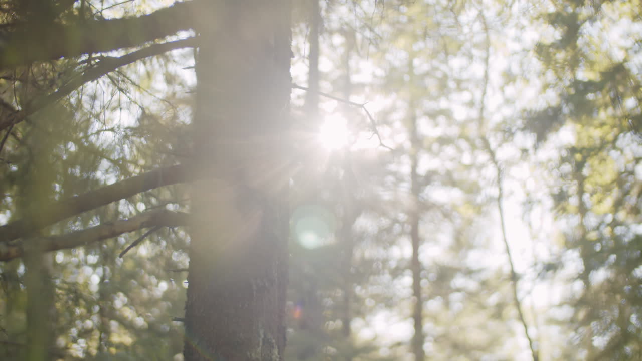 деревья в лесу