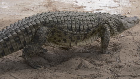 large crocodile lying on the ground