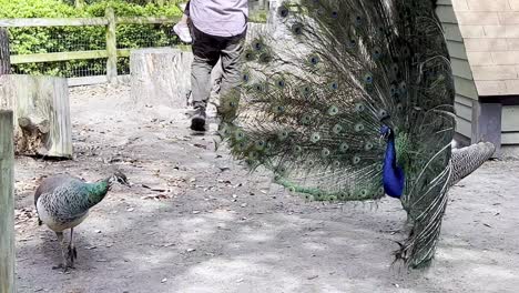 Apareamiento-De-Pavo-Real,-Se-Muestran-Plumas-De-Pavo-Real