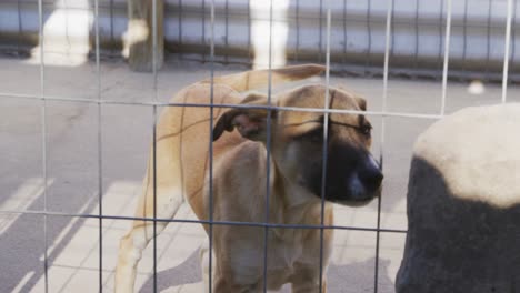 abandoned dog locked up in a shelter