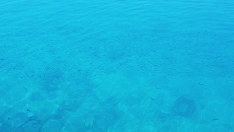 a large school of small fish in the lagoon