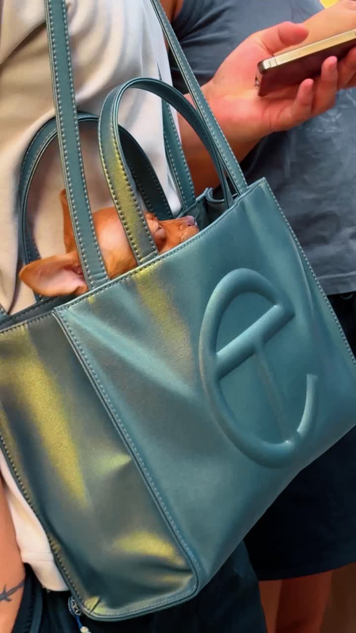 New York, USA, 15 aprile 2026: Cane che fa capolino da una borsa tote su un marciapiede di New York. Un piccolo cane marrone fa capolino da una borsa tote color verde acqua mentre due persone usano i telefoni su un marciapiede di New York.