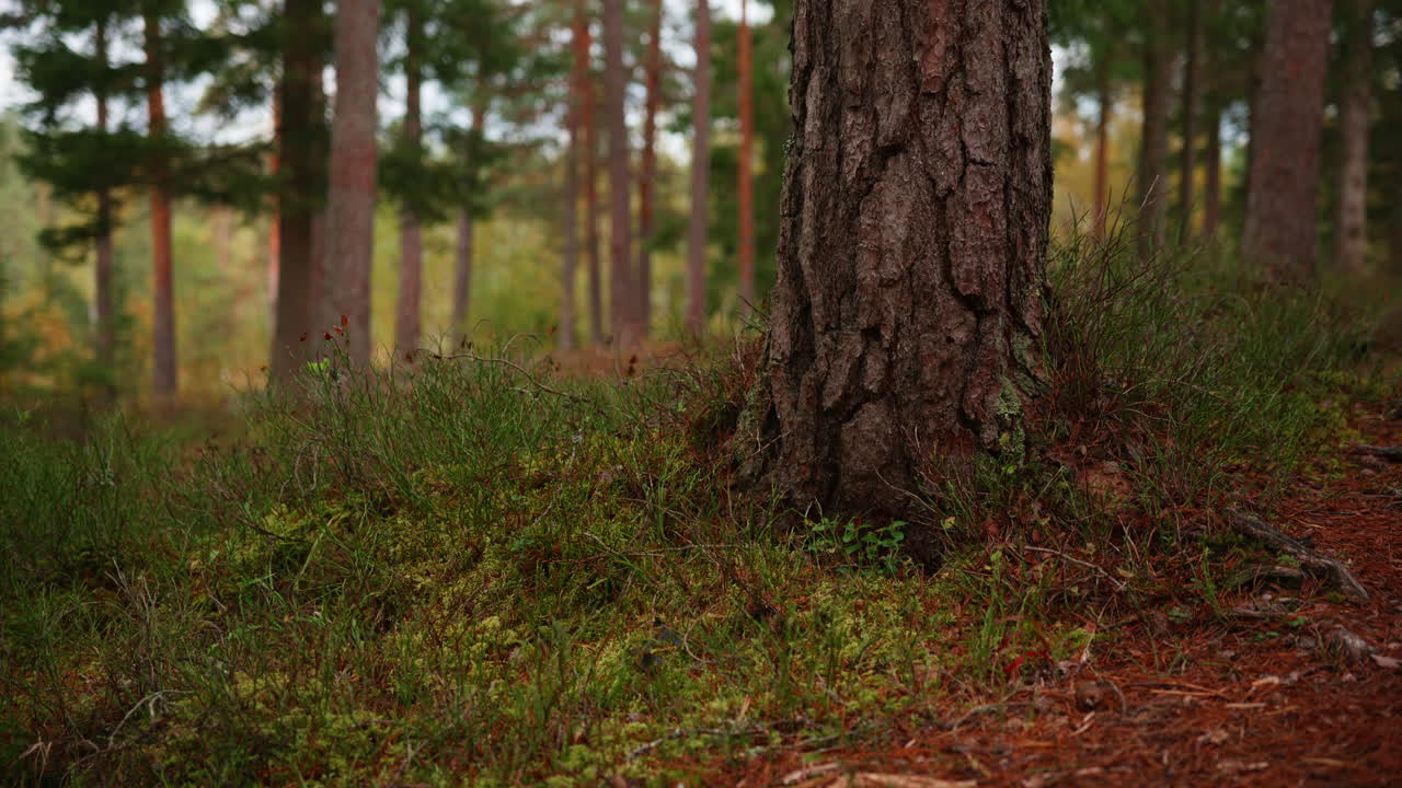 Root of a tree with some berry bushes in the autumn season in Norway