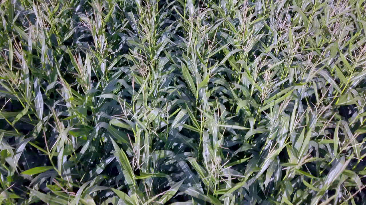 이탈리아 브레이에스 호수 근처 발다오라 디 메조 마을의 옥수수밭 식물, 공중 기울기 공개 샷