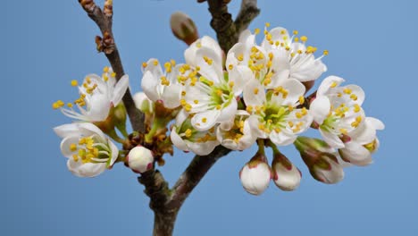 macro time lapse blooming white blackthorn flowers, isolated on blue background