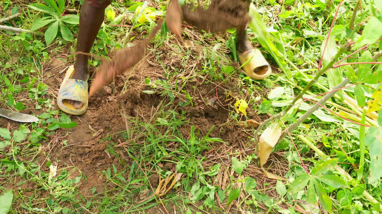 close up of male black african farmer harvesting cassava roots from the ground field land in ghana africa
