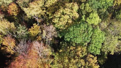 aerial top down view of forest woods tree during autumn fall season, unpolluted zero emission green planet concept