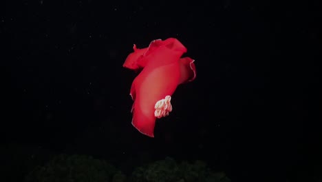 spanish dancer nudibranch dancing over coral reef at night in the red sea