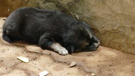 thai puppy dog