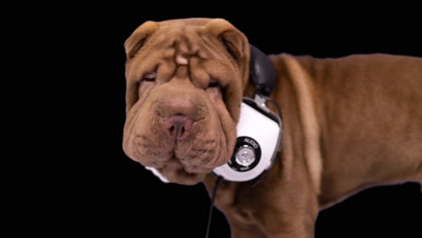 shar pei dog puppy wearing headphones with white background