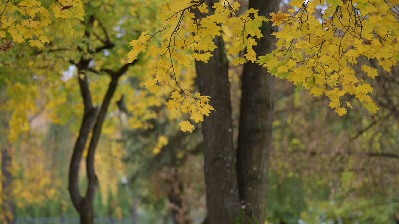 Yellow maple leaves in soft autumn forest light