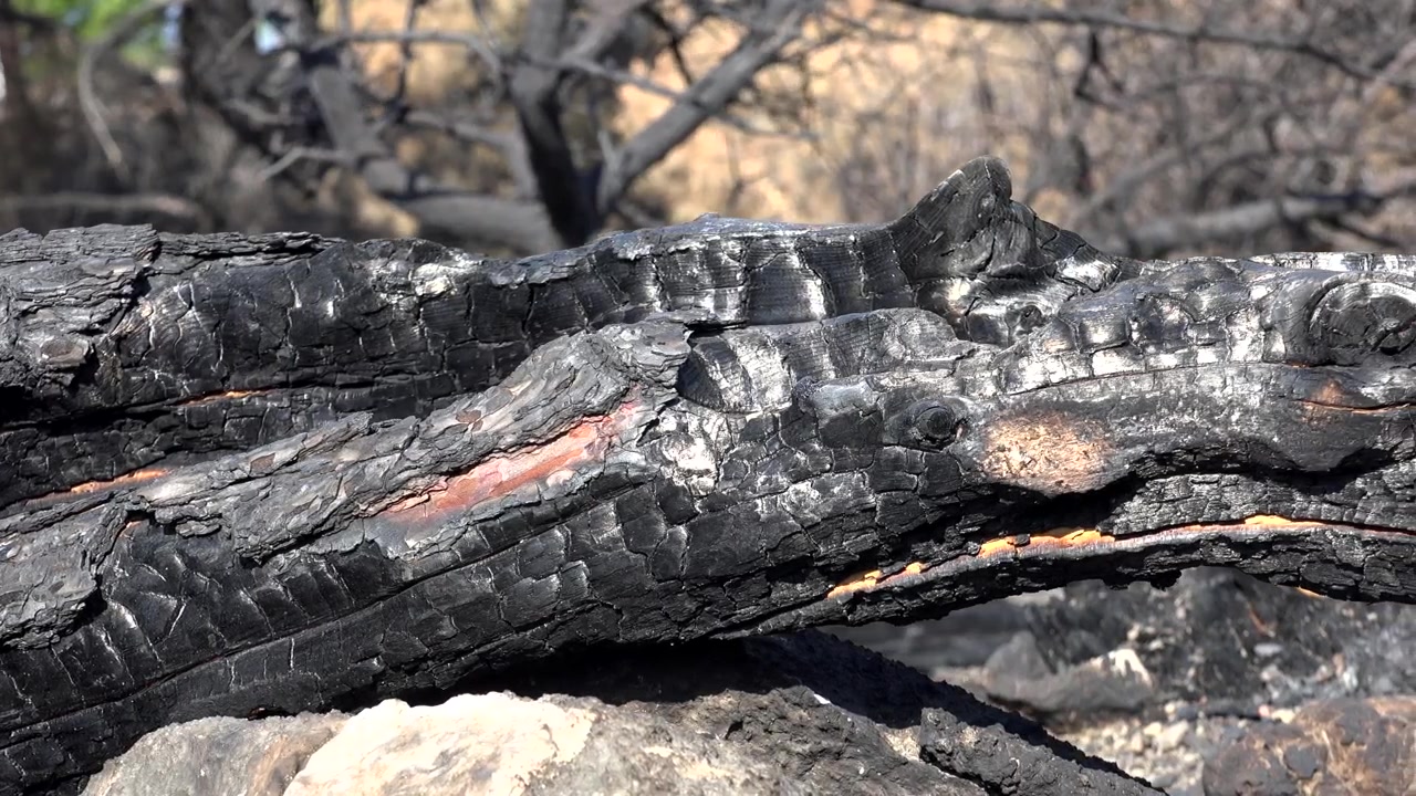 Tronco de árbol carbonizado después de un incendio forestal