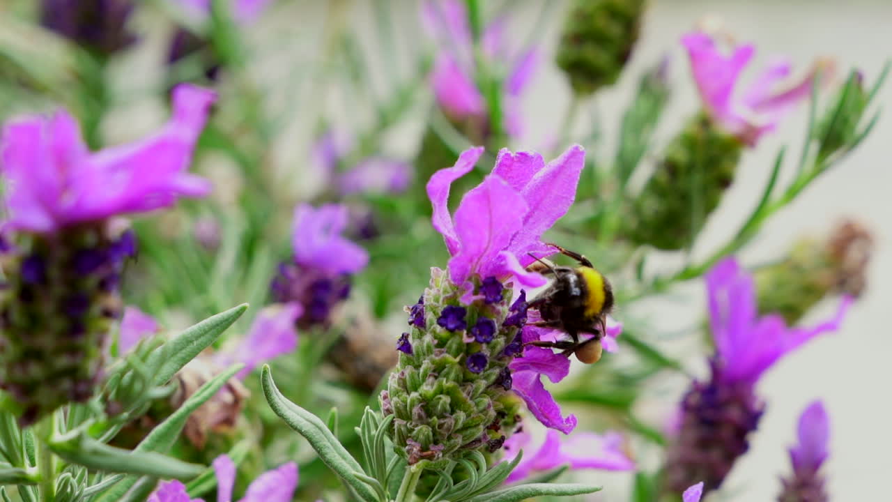 abejorro recogiendo néctar de lavanda, cámara súper lenta