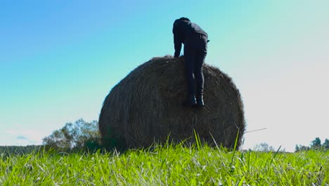 person climbing a hay bale in a field