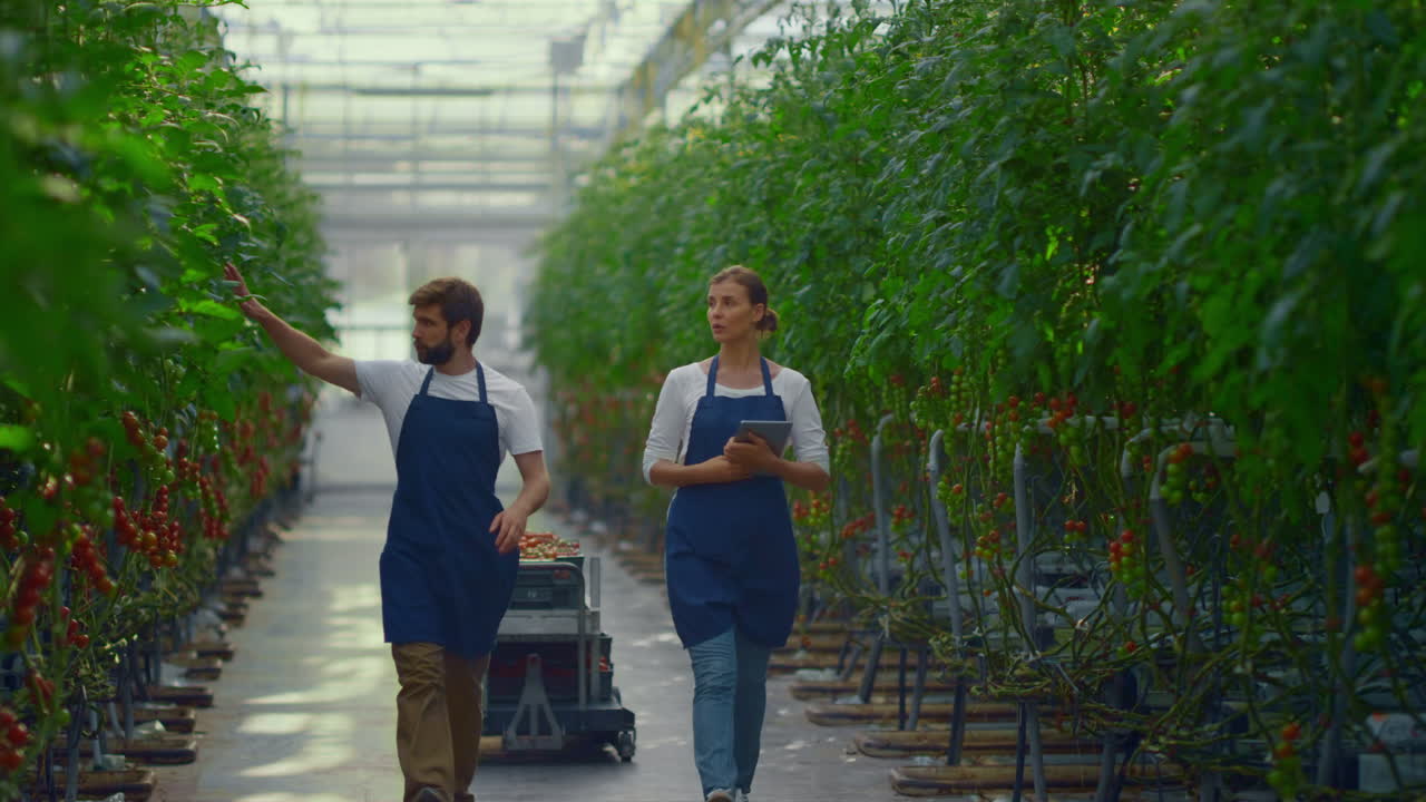 Two greenhouse workers inspecting tomato crop cultivation in plantation house.