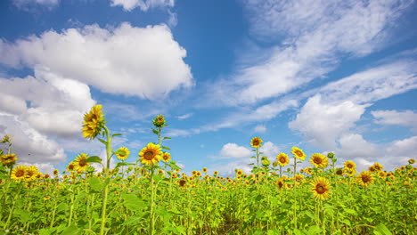 sunflowers under a blue sky with moving clouds