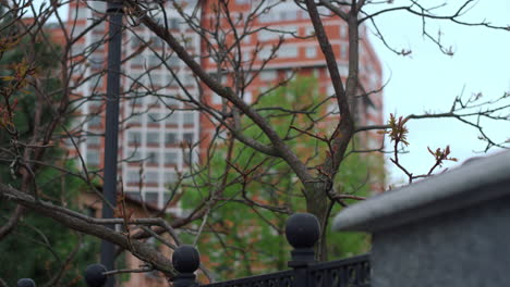 city park against big building view with amazing springtime tree blossom.