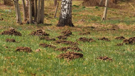 the mole pushed off the ground and made piles of ground