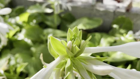 Hermosa-Flor-De-Pétalos-Blancos-Con-Paredes-Y-Otras-Plantas-En-Un-Día-Soleado