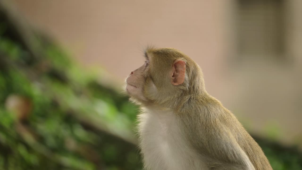 retrato de mono de cerca en el templo nepalí en katmandú, mono en la vida silvestre urbana fotografía de monos, animales en el entorno urbano